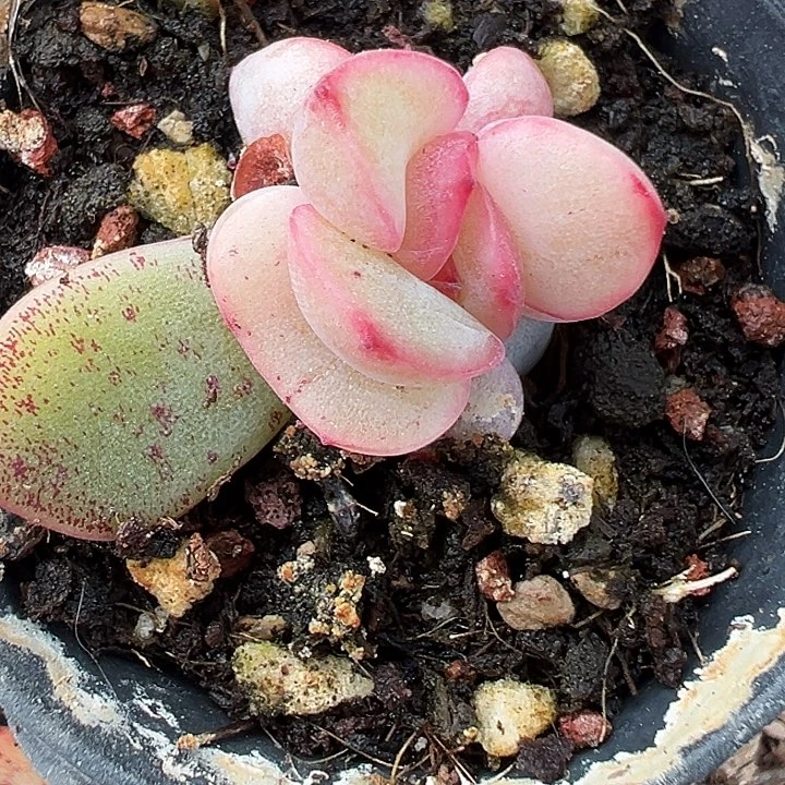 长*多肉植物珍妮多肉植物40颗