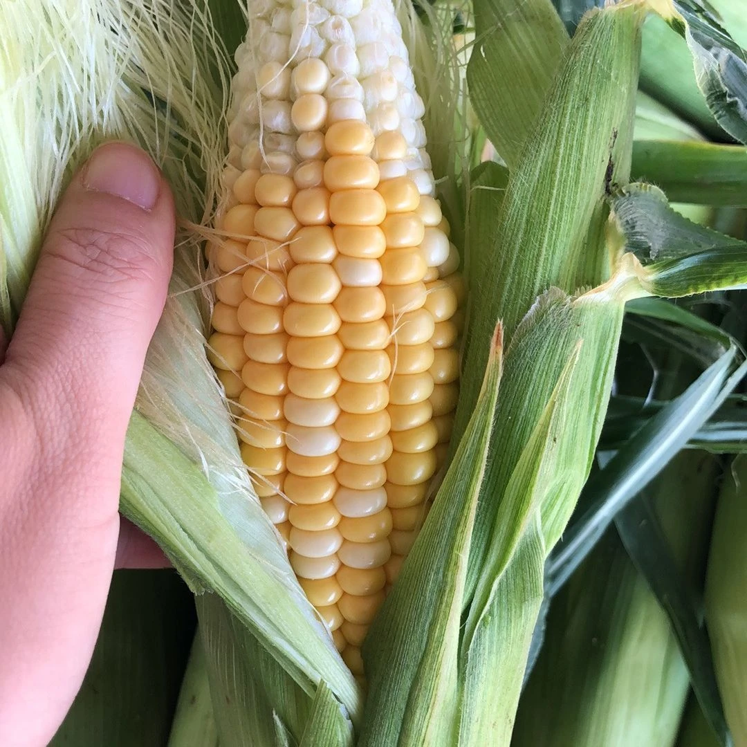 湖南本地玉米，清香甜糯玉米