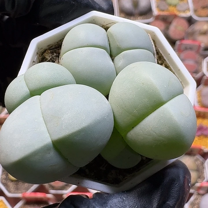 生石花1111111。  163