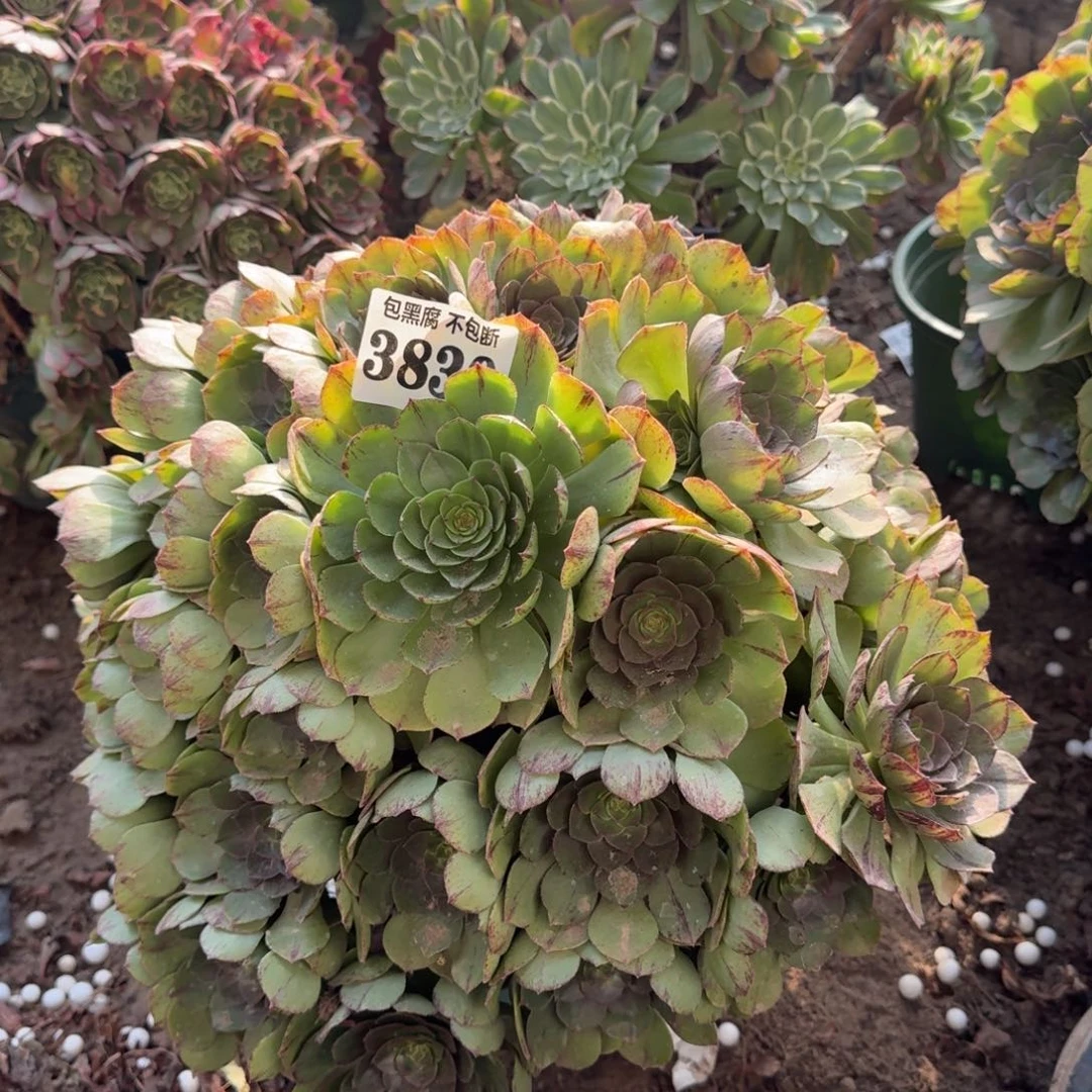 法师万拉丝3830 18-6