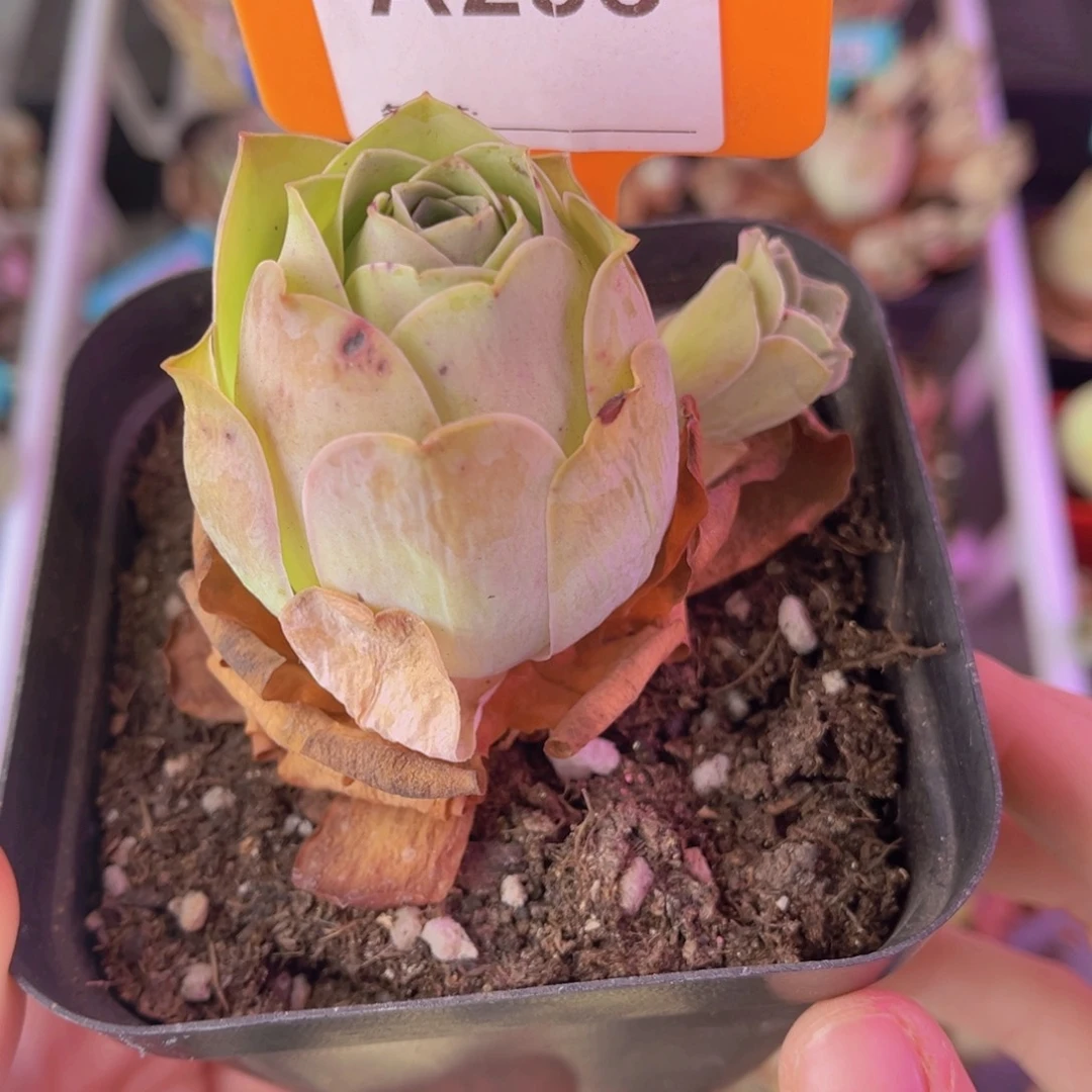 单品一物一拍295号