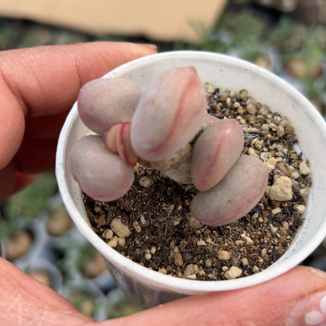 多肉植物多肉植物