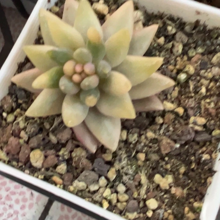 红蜻蜓锦多肉植物1276