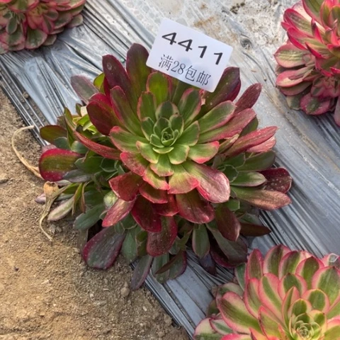 夜宴多肉多肉4411