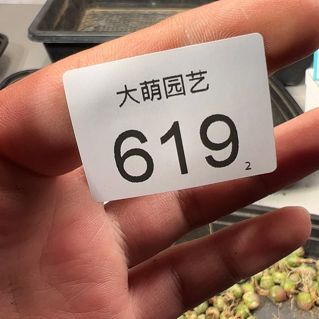 619量拍准母本哈默灯泡1颗尺寸0.6上下老皮皱
