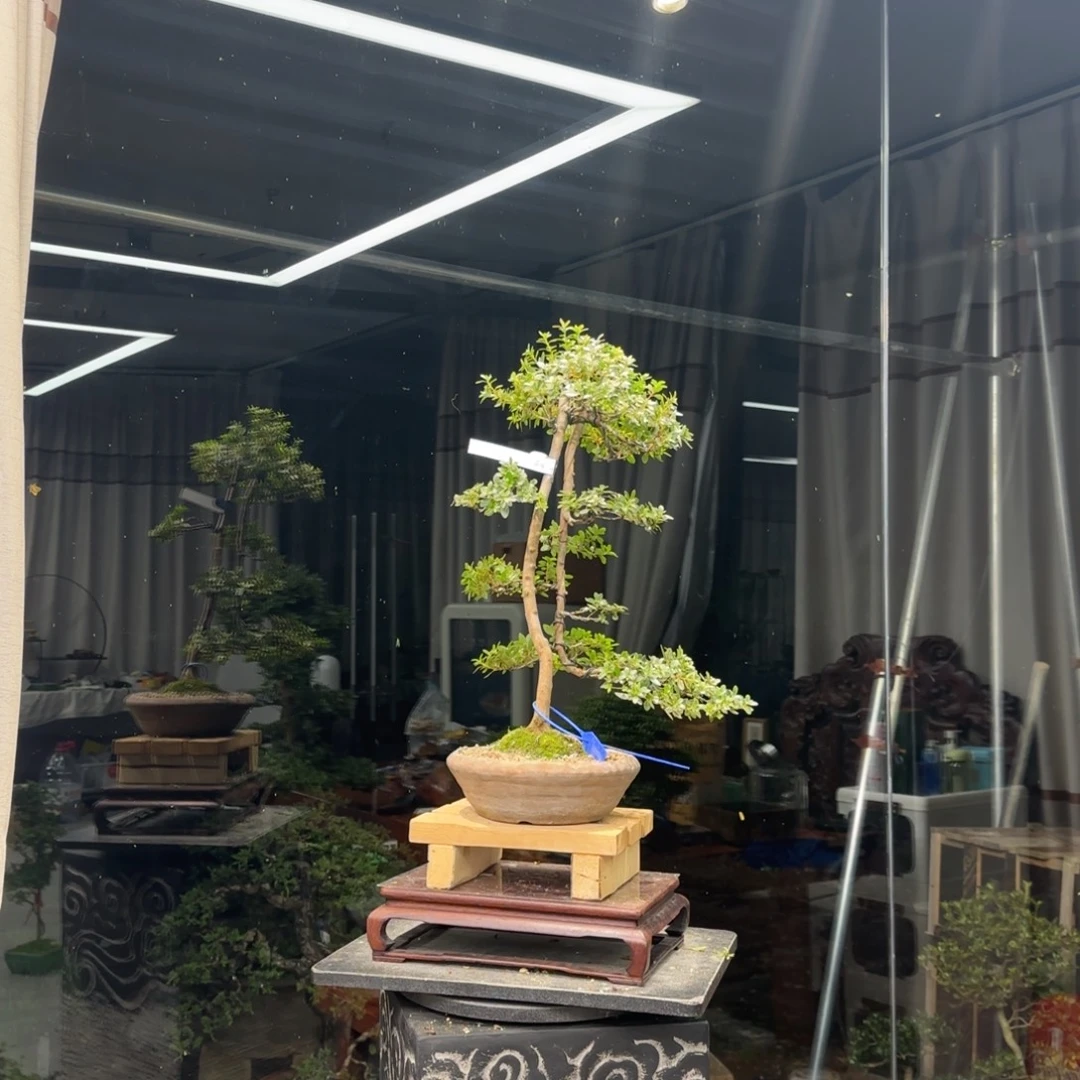 云***8无花朵花卉苗木花卉苗木4751
