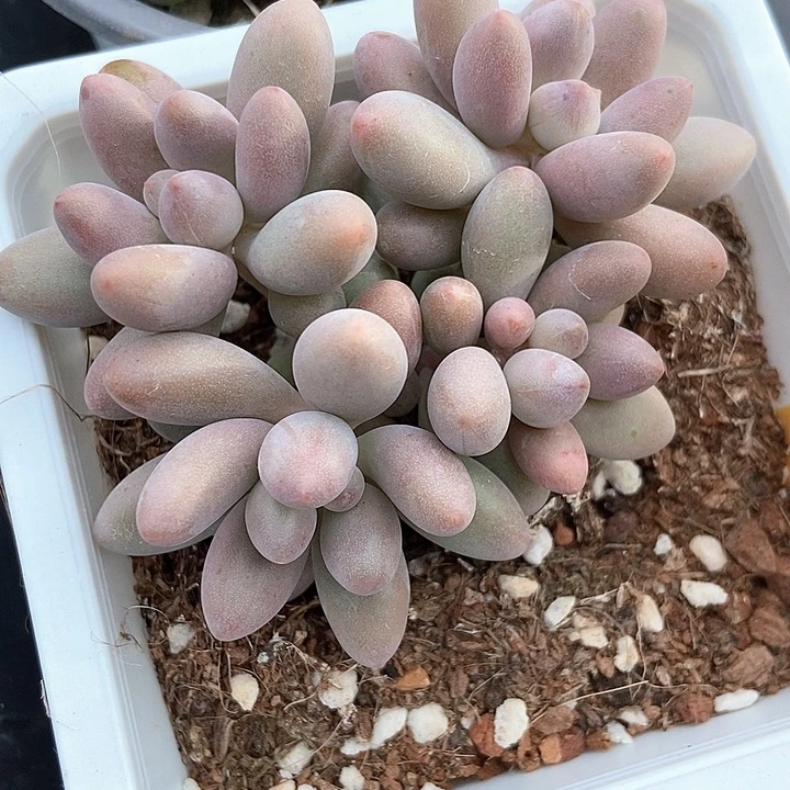 多肉植物粉色理人6127