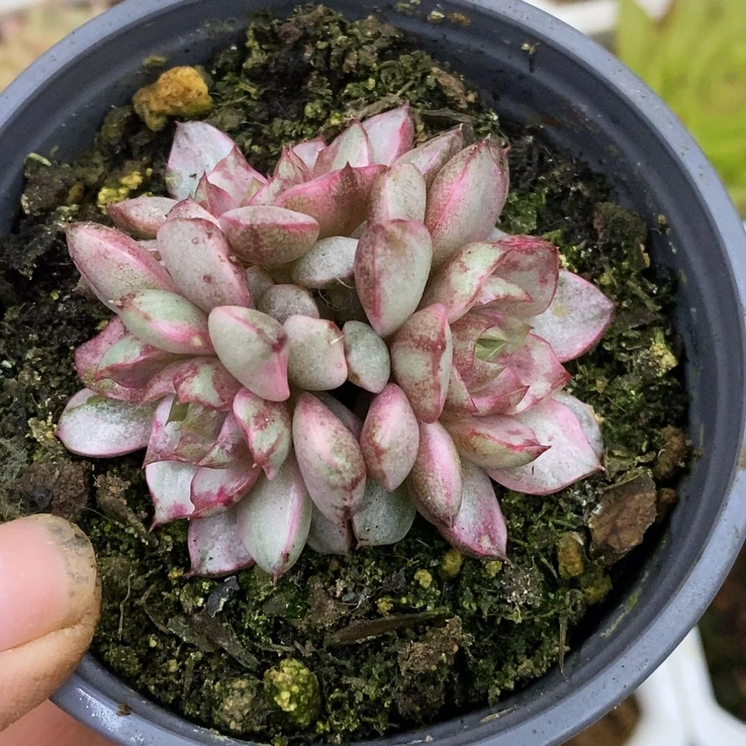 153三头血燕哈哈高高挂起