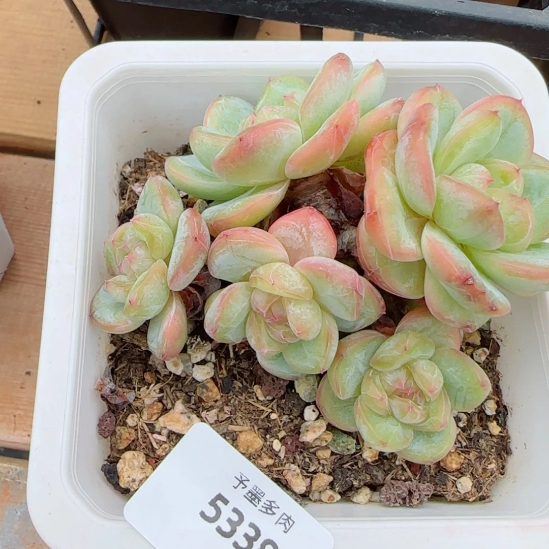 星星珍妮群，5338多肉植物