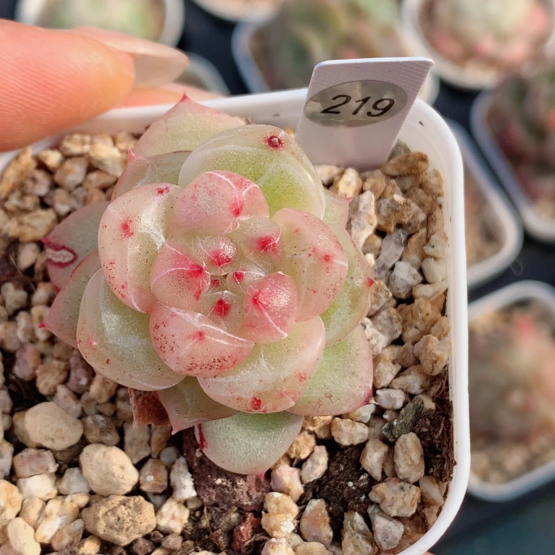 珍妮58包邮  群生不包整219