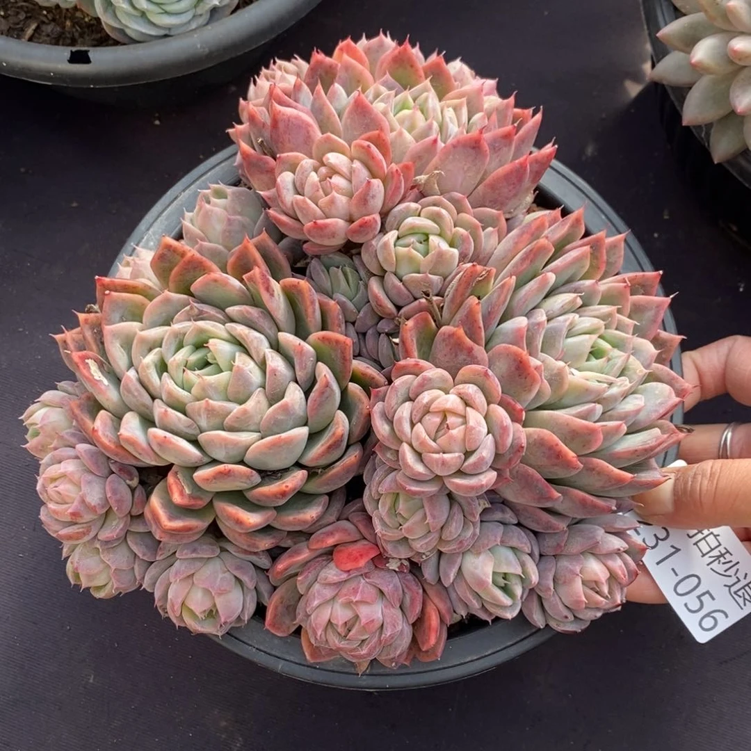 两单包邮1231-56不知名