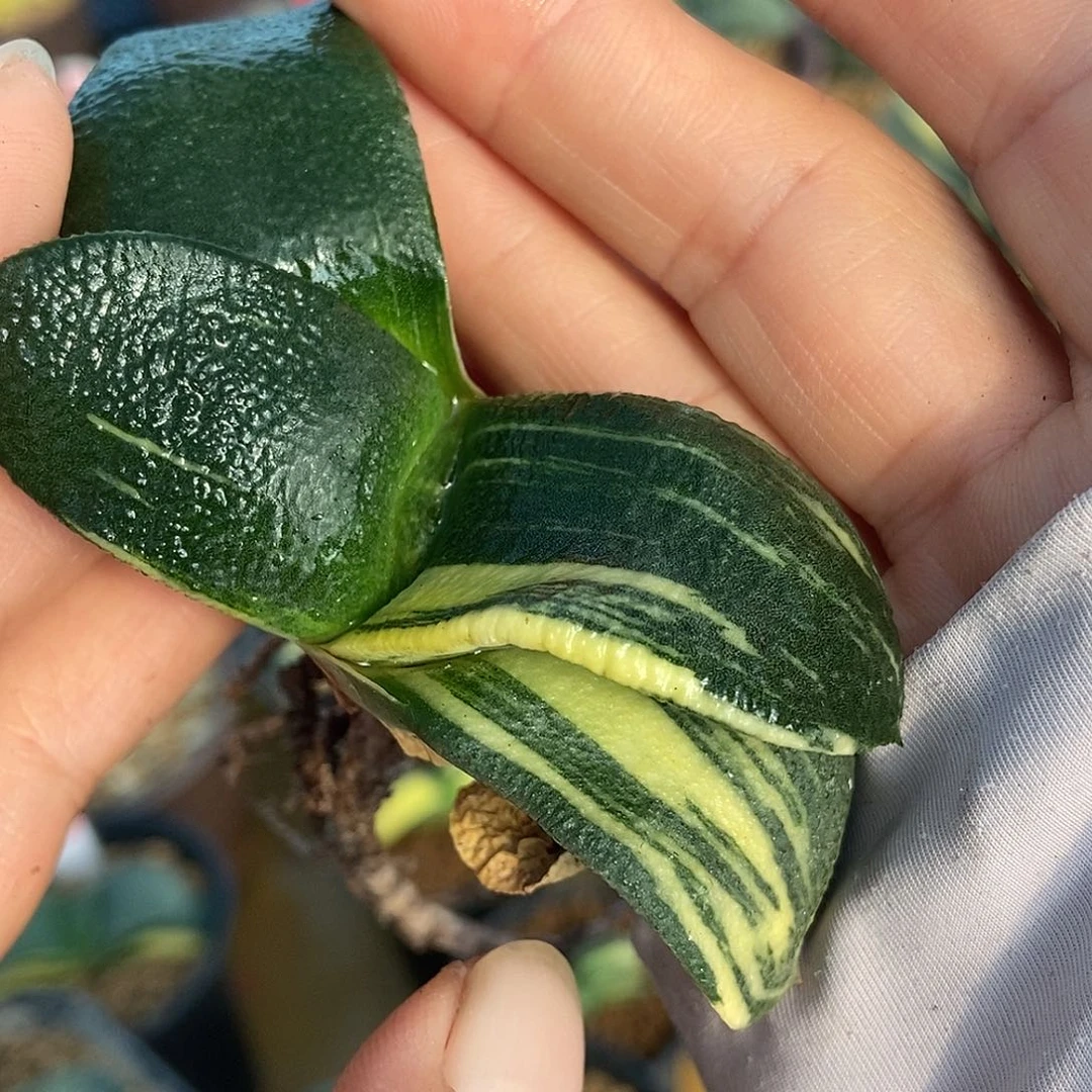 781卧牛转锦短叶形颗粒釉带盆发货