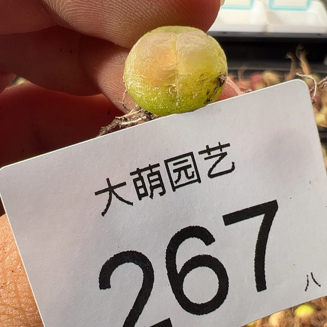 0000267 一物一拍……