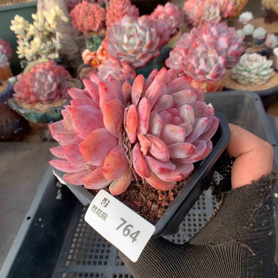 764雪天使多肉植物666