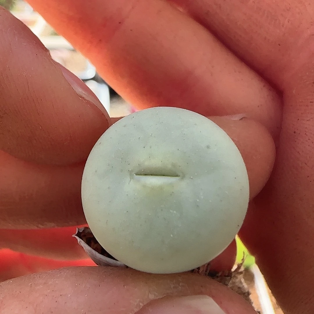 茳*姐28包邮脱土发货26520