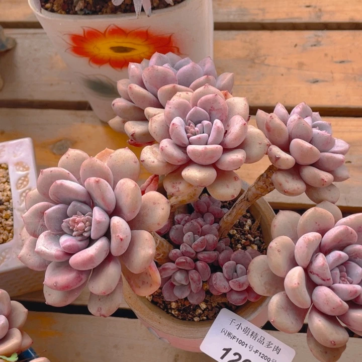 谢谢你的支持000001266