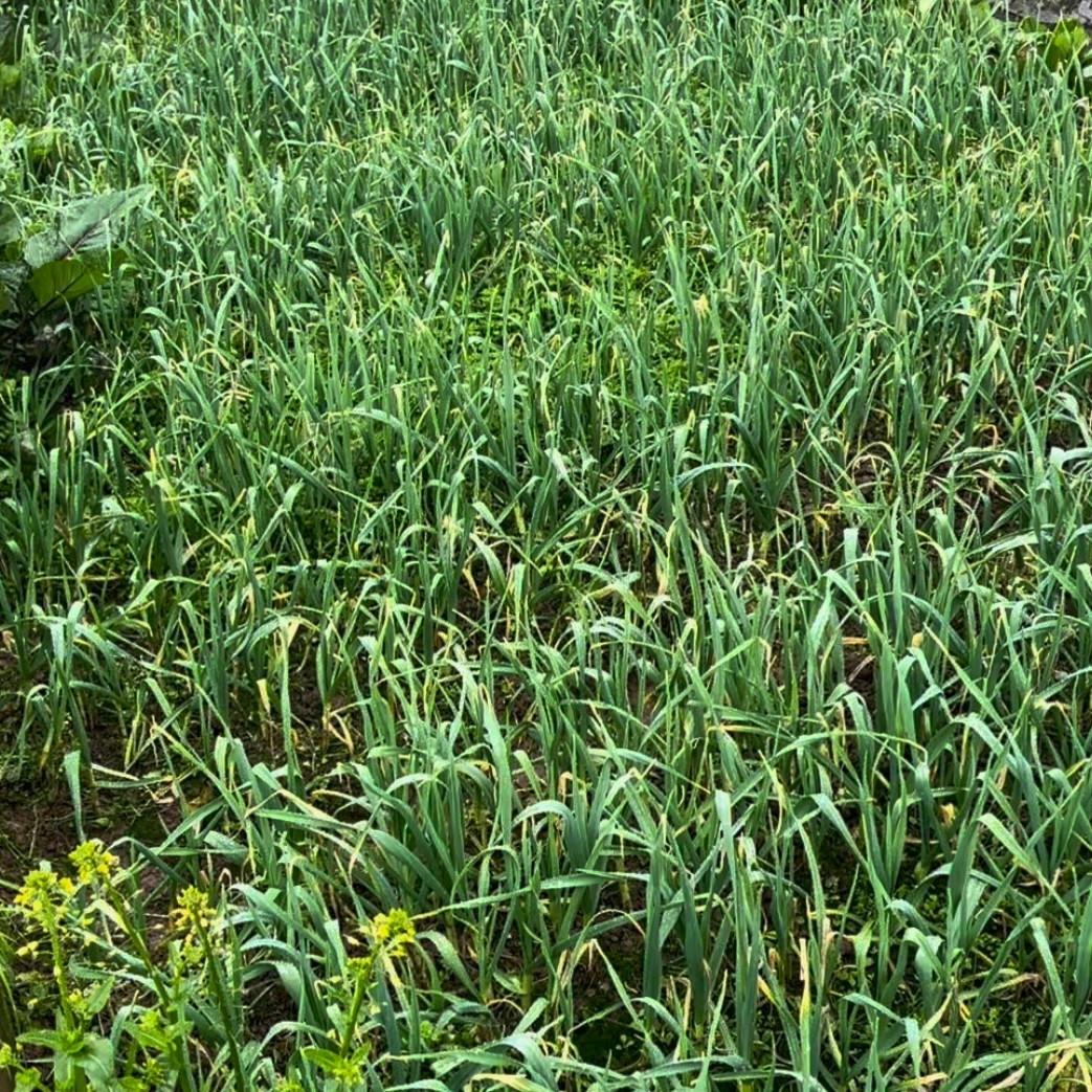 四川农家自种蔬菜蒜苗