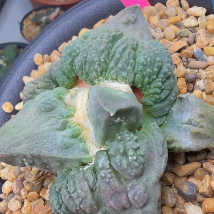 双十二福利紫怒血怒