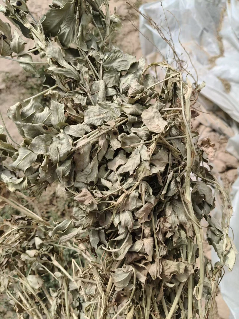 优质花生秧草料牛羊马驴鹿无图无土无膜草料苜蓿草大叶