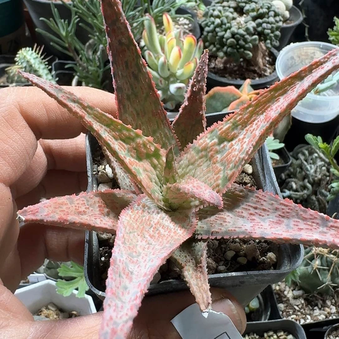 63园艺芦荟脱土发货