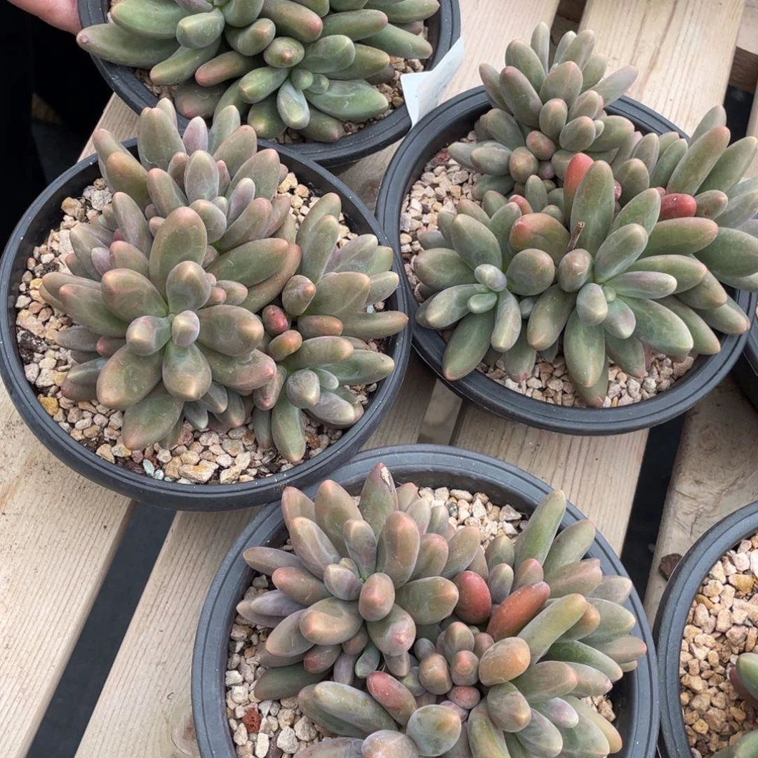 7-7-26静好多肉111111111