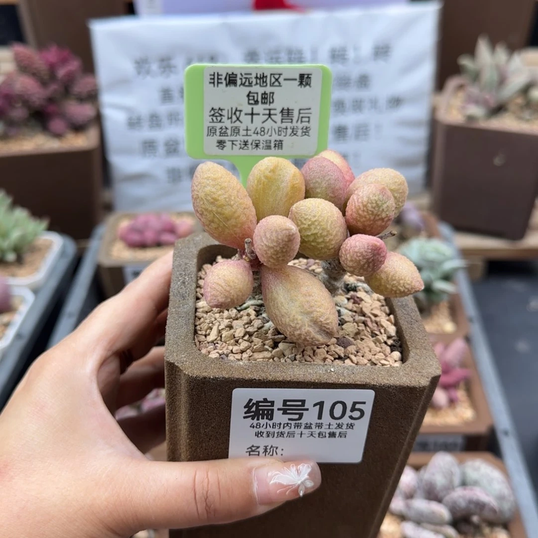 云*闲105金桔多肉植物