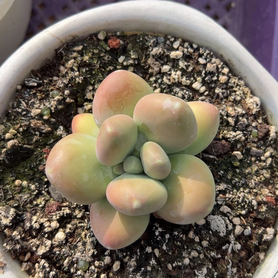 张张精品多肉刚果