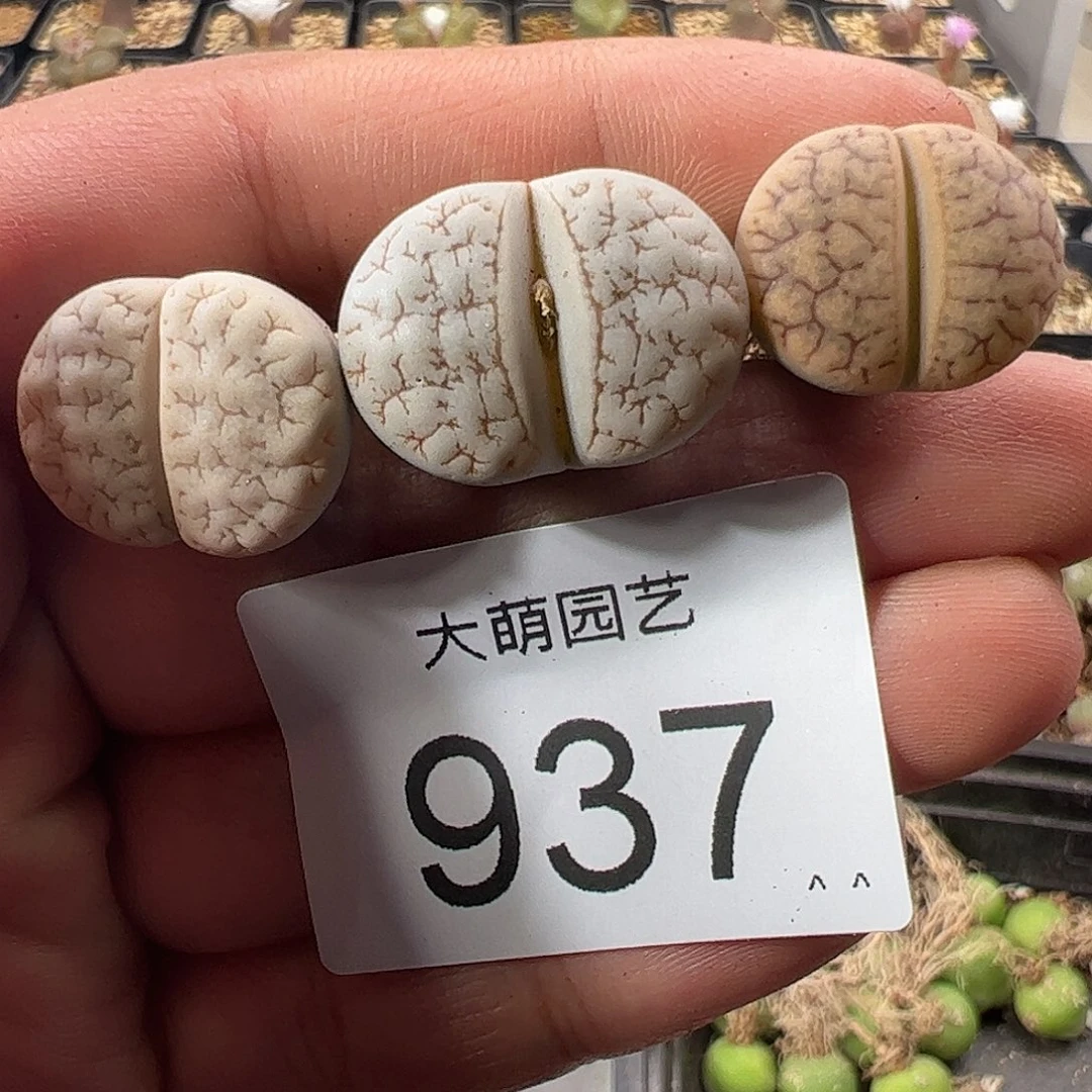 一物一拍。     937