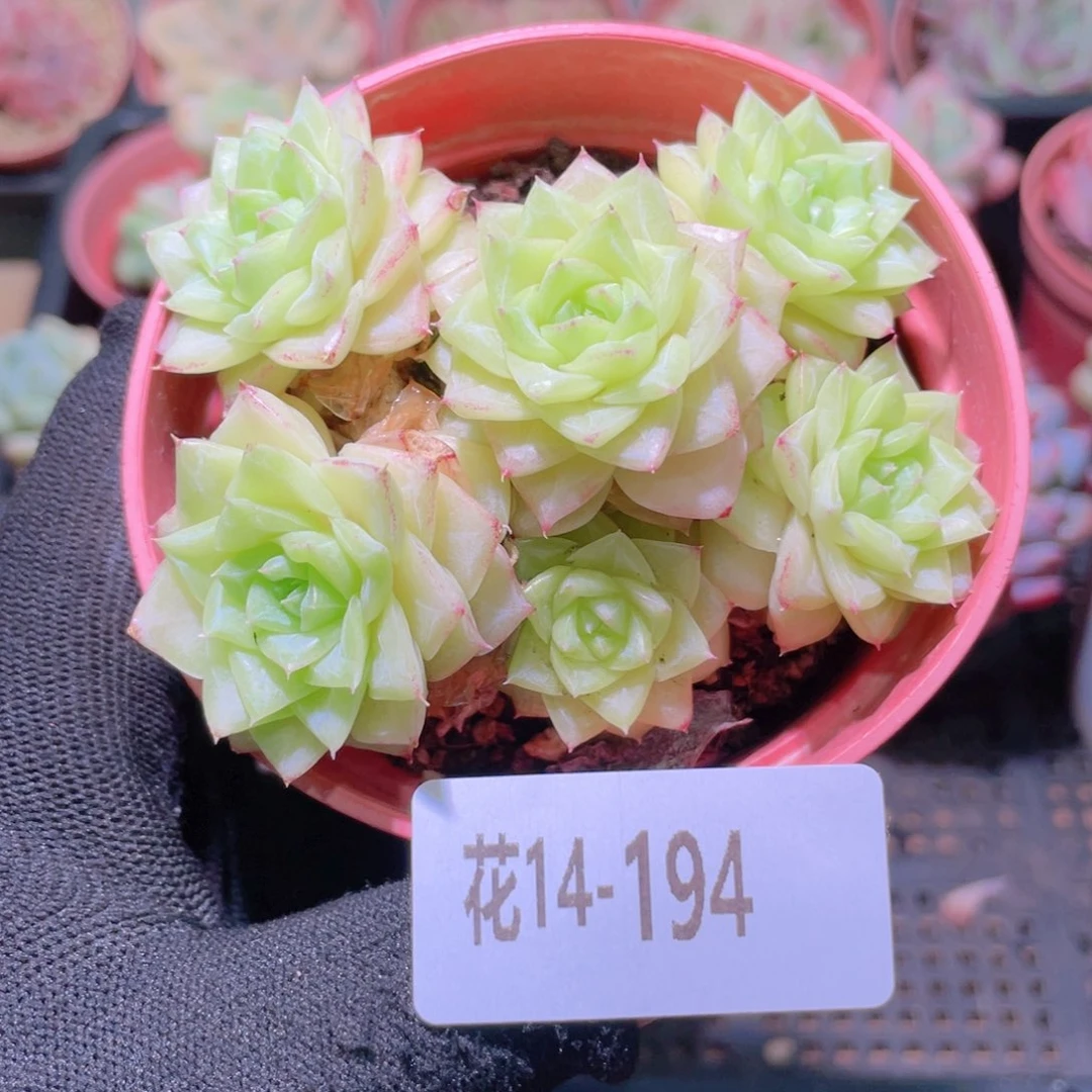 花利美14-194白天鹅