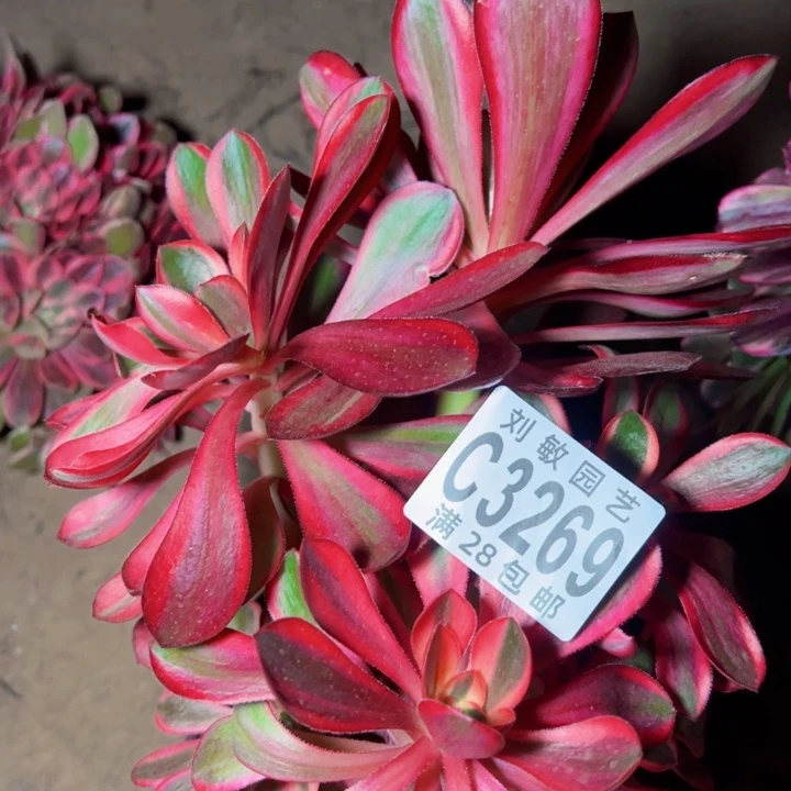 红魔女多肉植物法师326