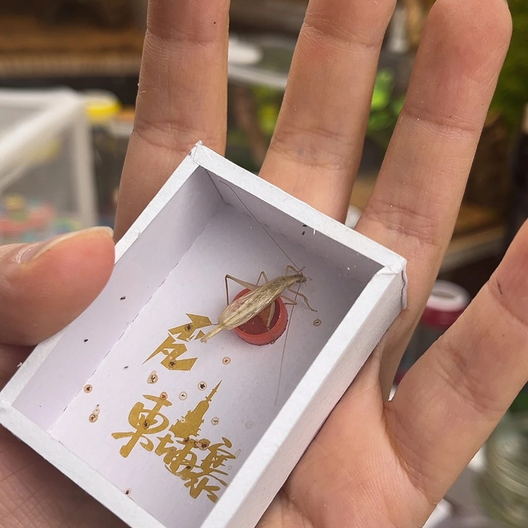 M***s柬竹哈哈哈哈哈哈