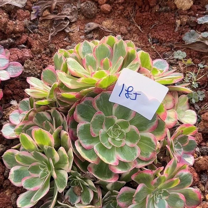 185云荷朵朵福利发货