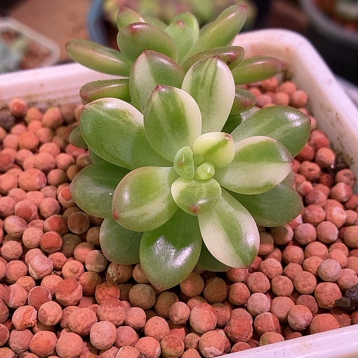 香格里拉锦多肉植物