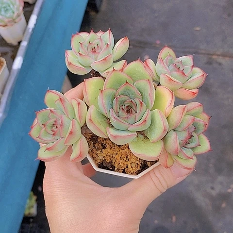 1346多肉植物老桩