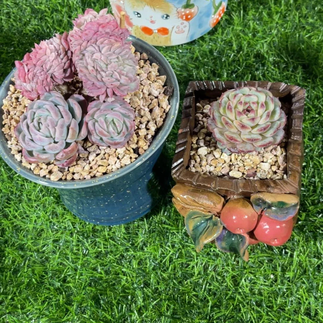 小*两颗。组合……姐