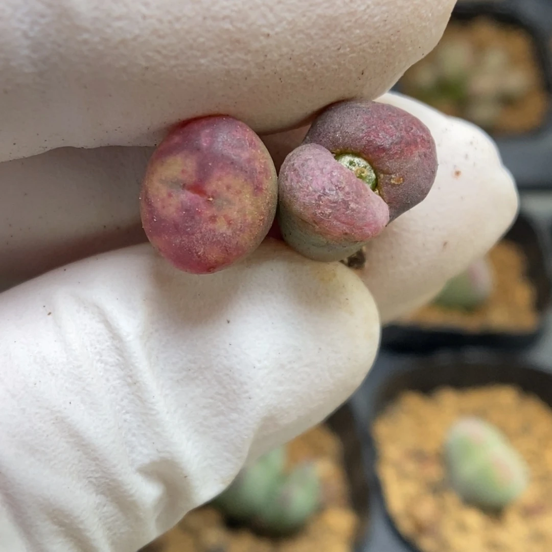 多肉植物肉锥杂交K-4869