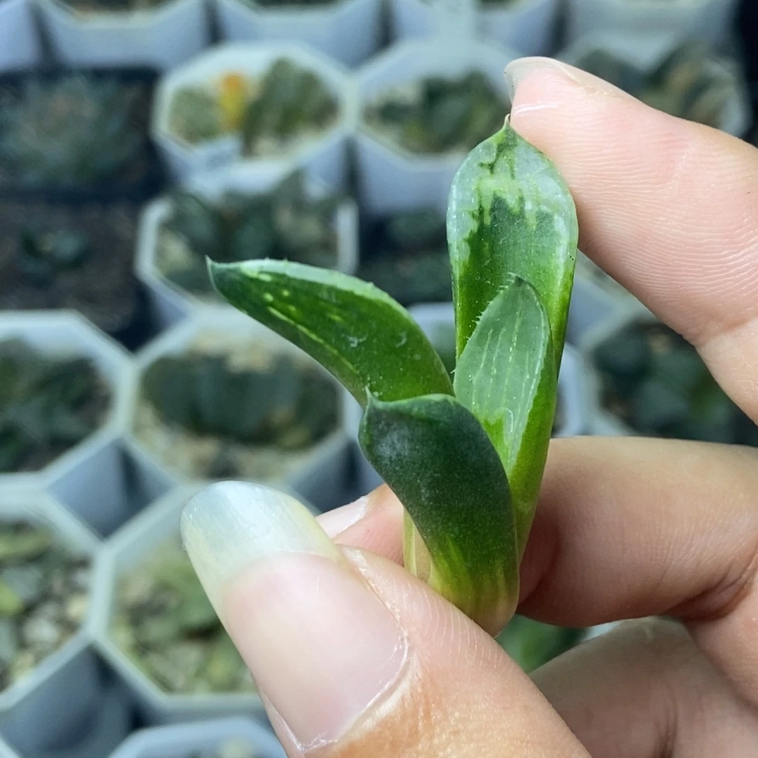 白裹底座苗一物一拍