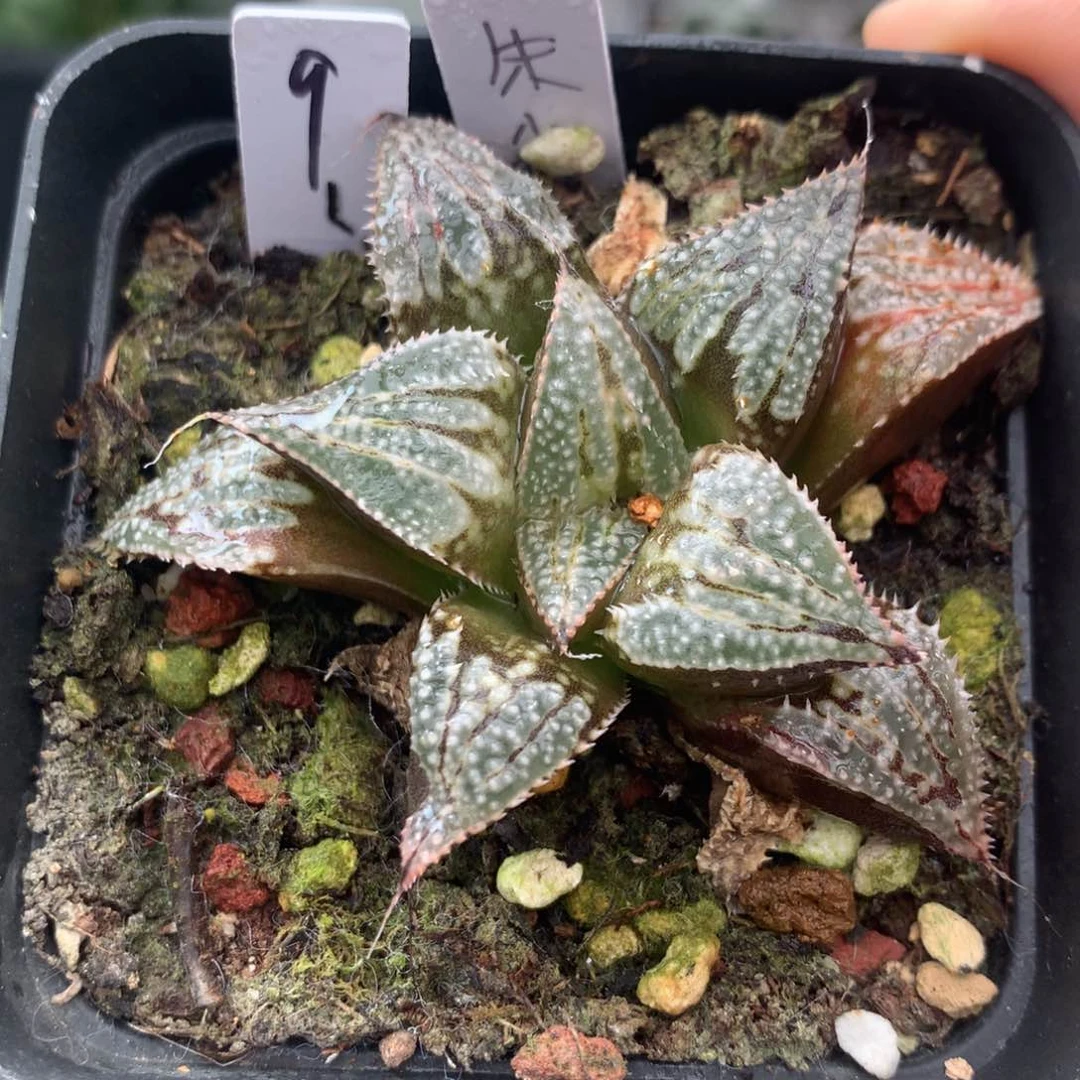 朱雀一物一拍带盆