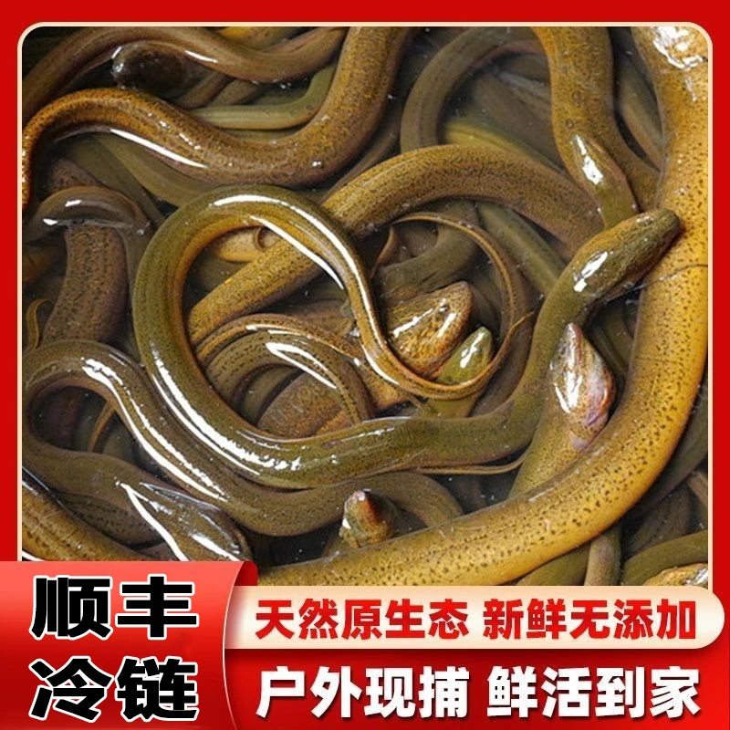 正宗生鲜野生土黄鳝新鲜黄鳝鲜活活体黄鳝鱼活鱼现捕现抓鳝鱼