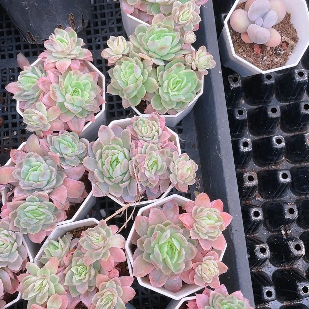 水晶玫瑰冰片锦盆一个满25包邮