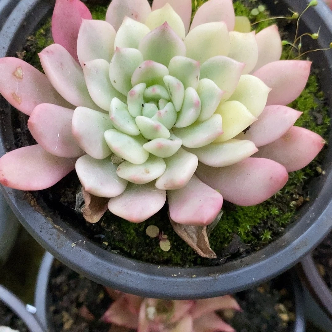 640红宝石哈哈哈哈哈