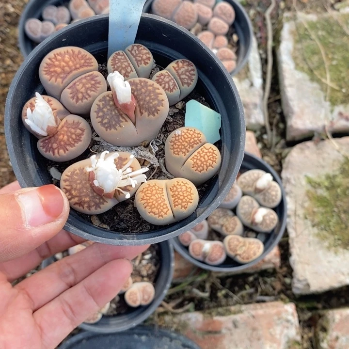 @***文生石花等植物的生长，723