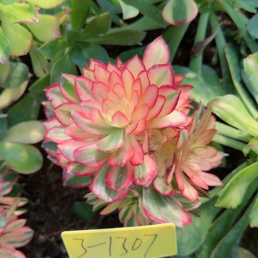 3-1307---多头多肉植物