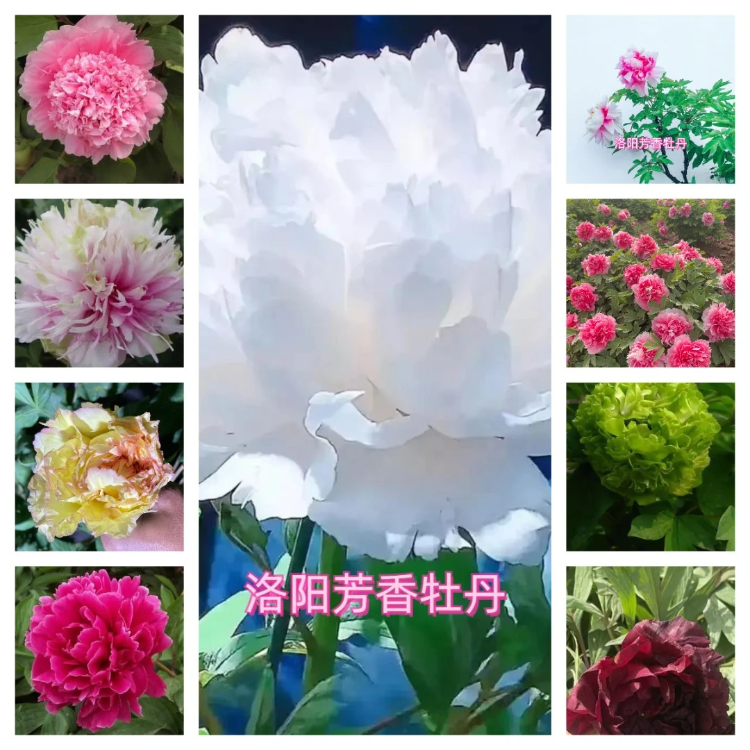 直播间一物一拍专用链接洛阳牡丹拍下备注品种顺丰包邮