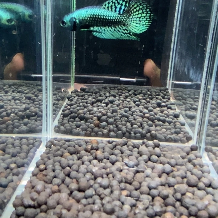 斗鱼泰国斗鱼527号