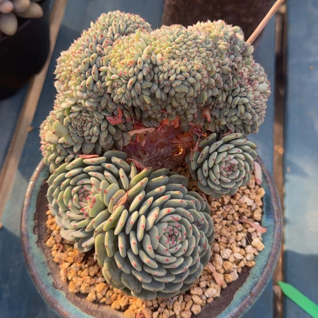 白胖子缀化一物一拍