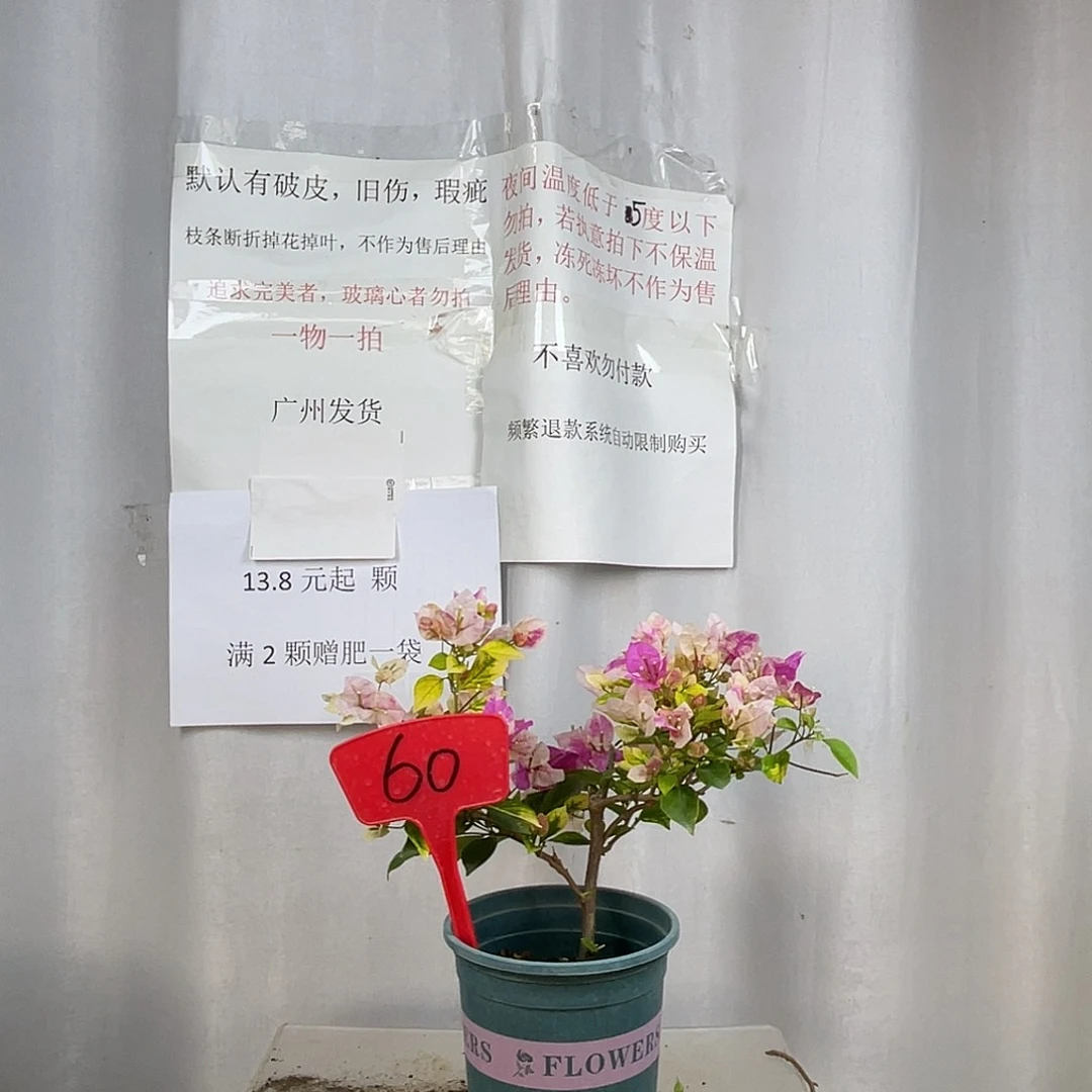 当前无花栽培后可以开花60斑红樱盆苗