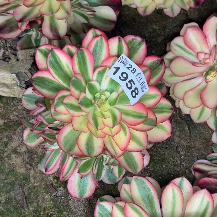 1958南倾城多肉植物