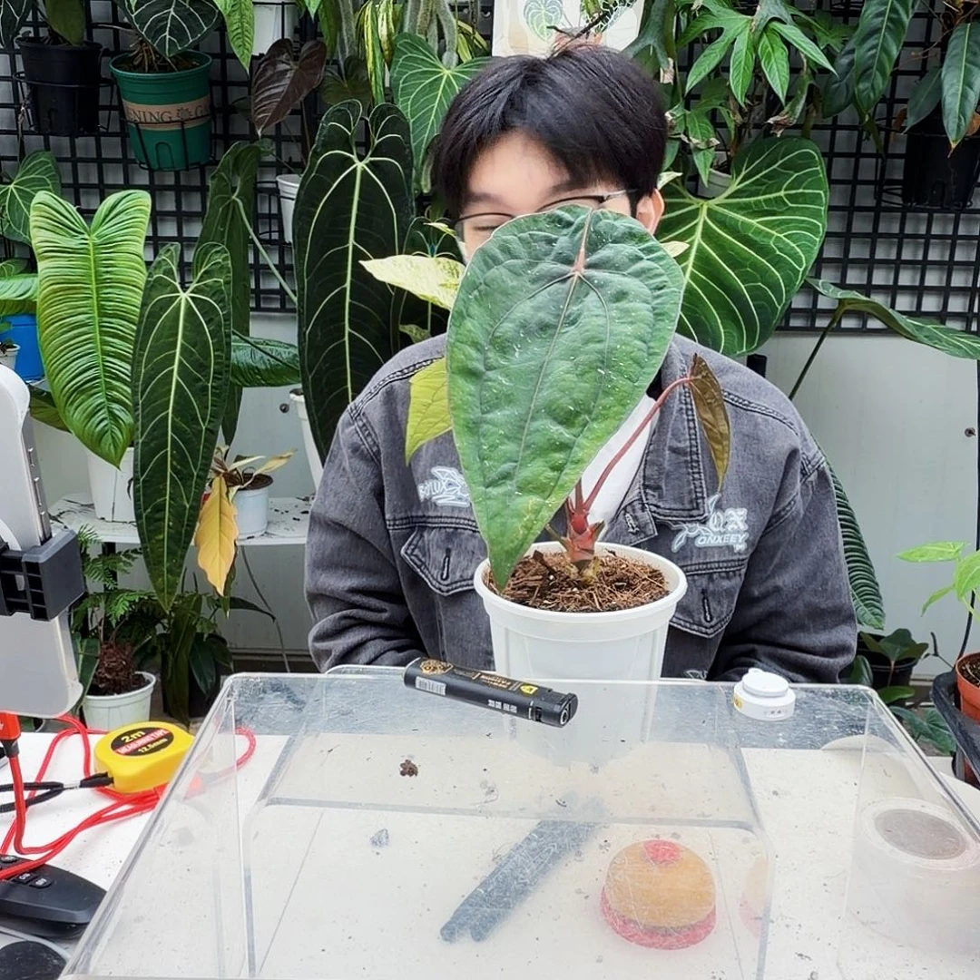 不开花植物T139戴斯鸡
