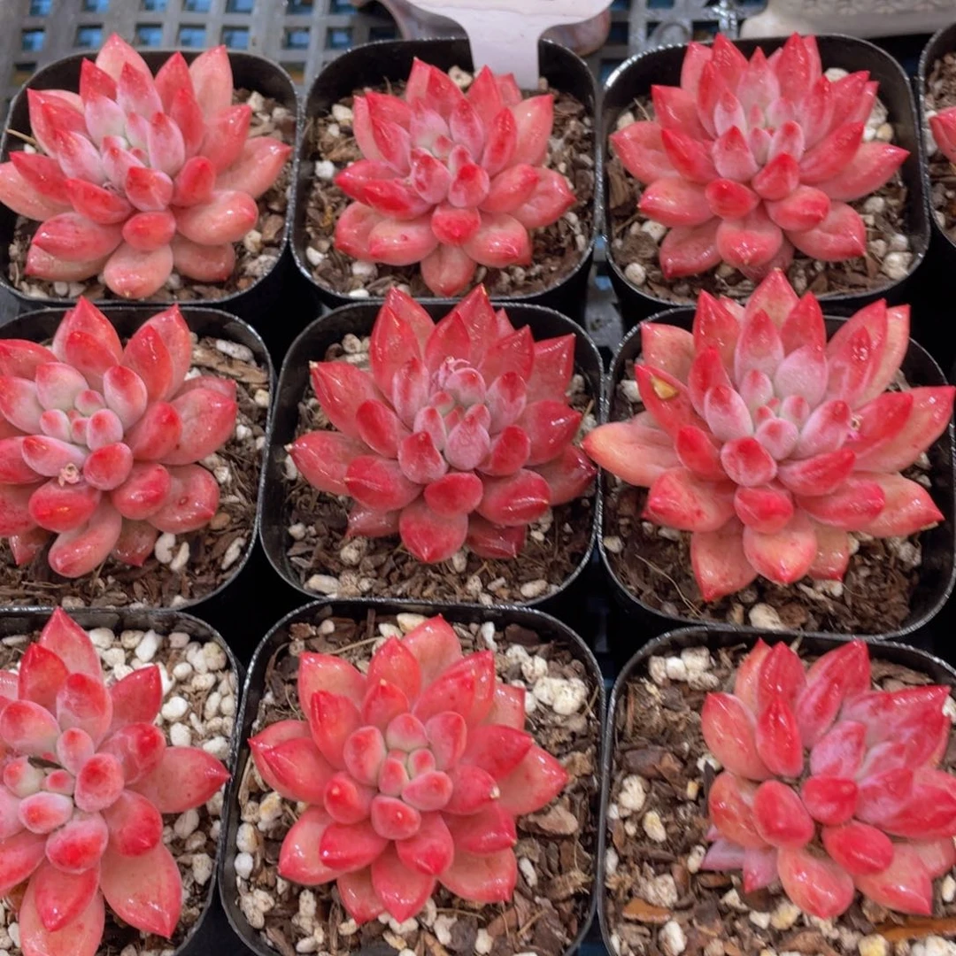 量拍6号 全状态车厘子单头一个